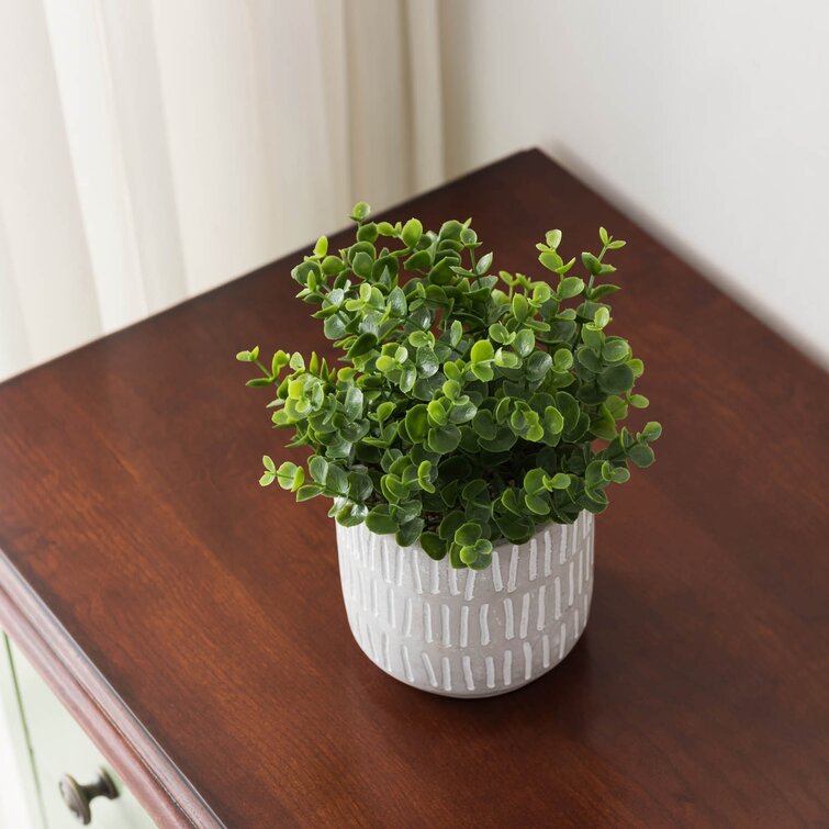 Primrue 5'' Artificial Boxwood Plant in Pot & Reviews Wayfair